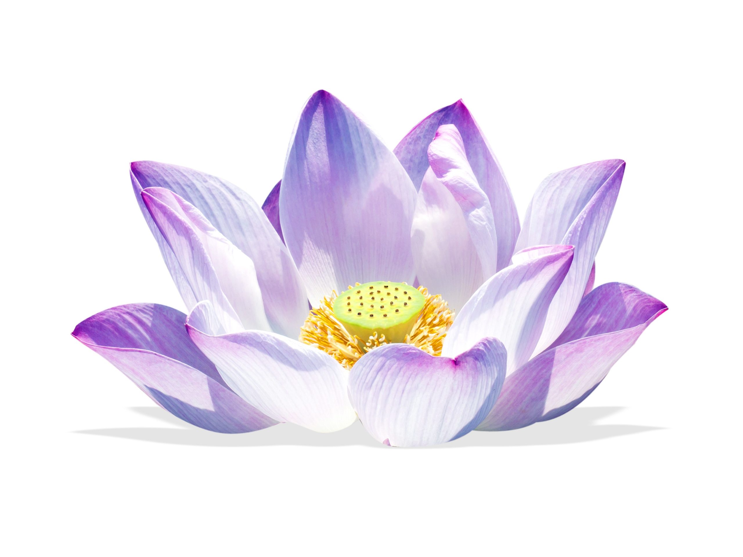 Selbsterkenntnis bei Stress wird zum Erlebnis. Es öffnet sich eine Lotusblüte im Inneren.