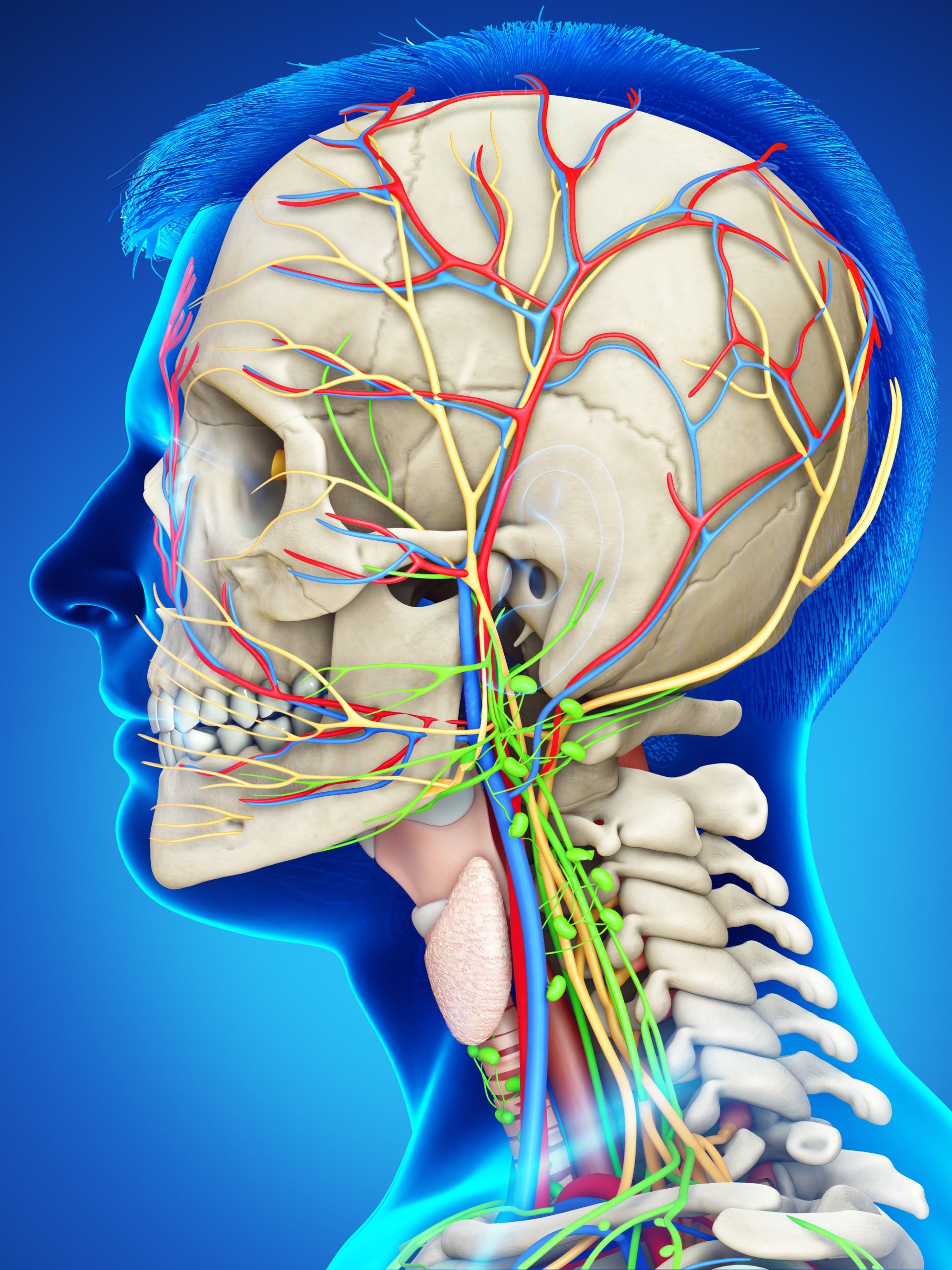 Viele Nerven umgeben das Ohr und strahlen aus in den ganzen Kopf. Das führt bei Bruximus oft zu Ohrensausen und Kieferschmerzen