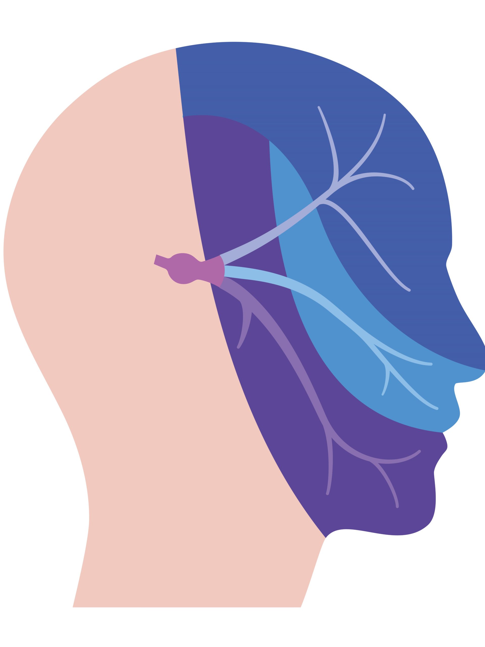 Bei Gesichts-und Kieferschmerzen sind die drei Trigeminusäste beteiligt. Sie innervieren einen großen Bereich des Kopfes.