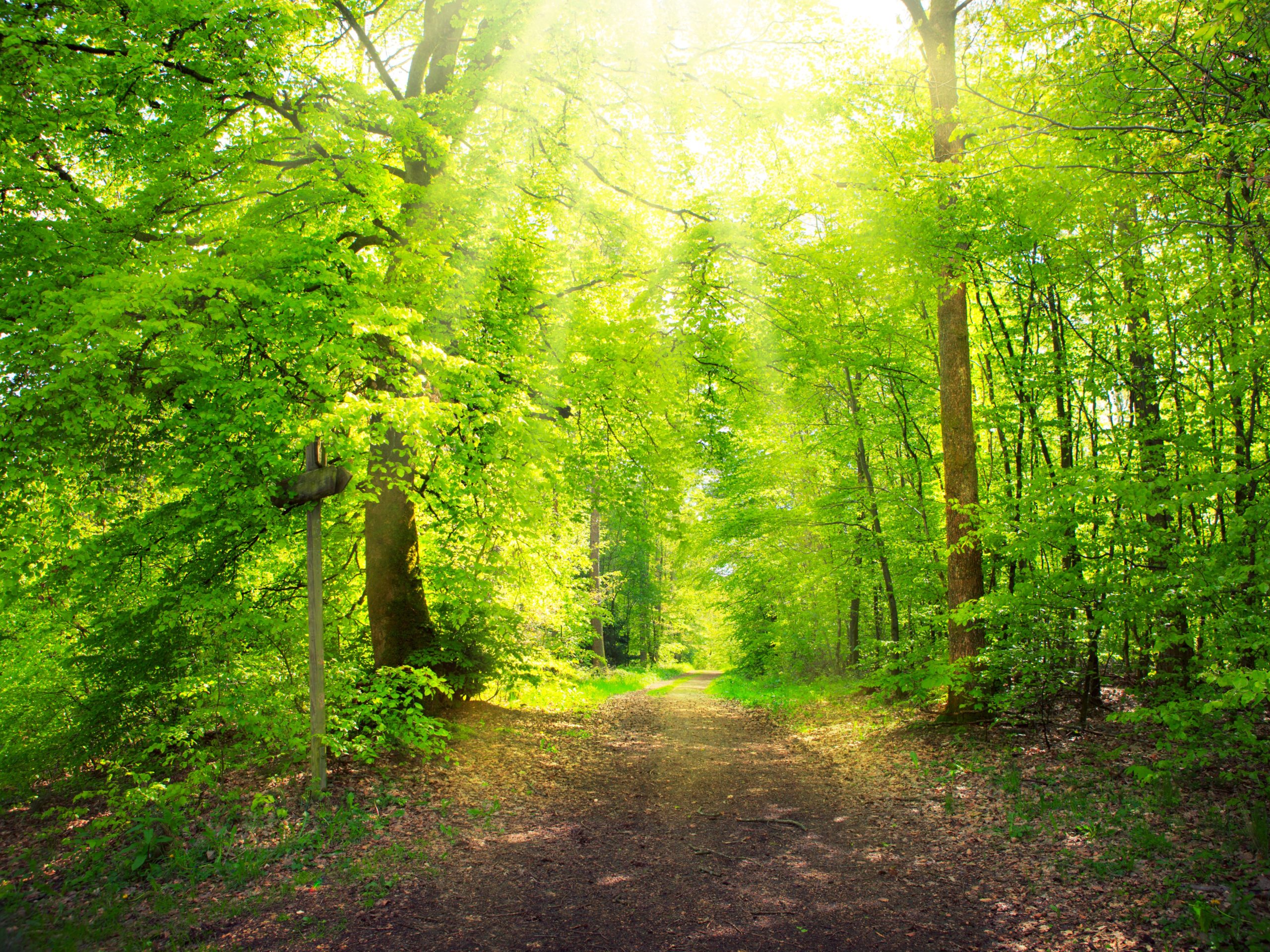 Geplagt von Stress? Ein Spaziergang in der Natur, besonders im Wald, führt zur Entspannung und gibt Energie
